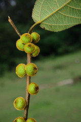 Ficus fulva