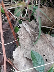Sceloporus olivaceus