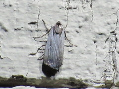 Tathorhynchus exsiccata