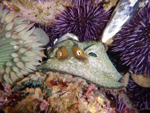 Lesser Two-spot Octopus