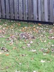 Sciurus carolinensis