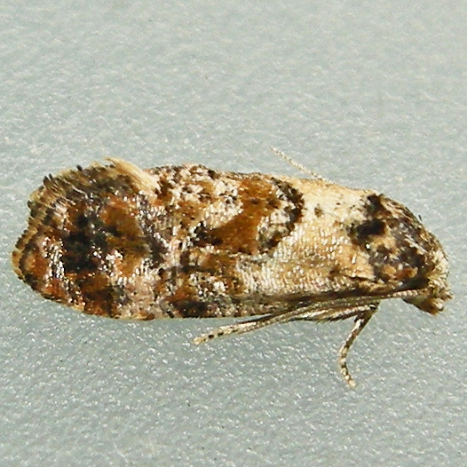 Hoffman's Cochylid Moth