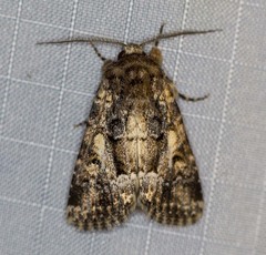Spodoptera umbraculata
