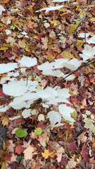 Viburnum acerifolium