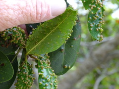 Eriophyes inermae