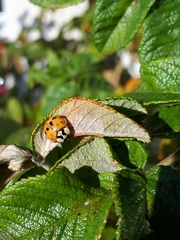 Harmonia axyridis