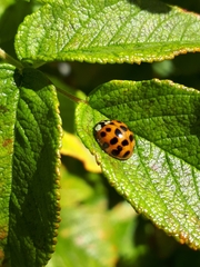 Harmonia axyridis