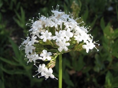 Valeriana occidentalis