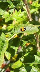 Harmonia axyridis