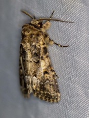 Spodoptera umbraculata