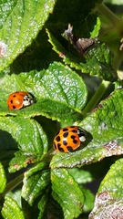 Harmonia axyridis