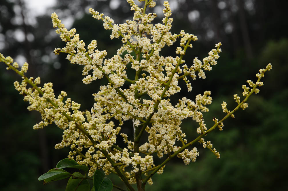 Sabiaceae