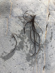 Chordaria flagelliformis