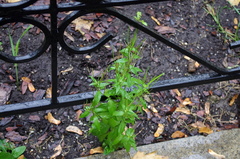 Epilobium adenocaulon