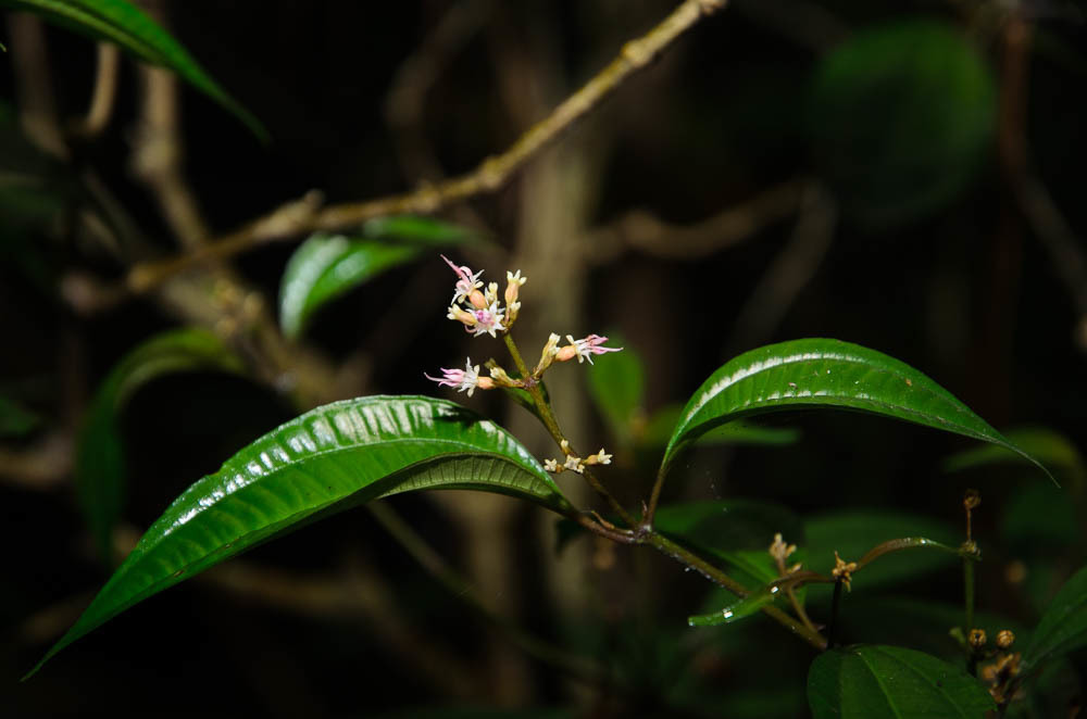 Blastus eglandulosus (Blastus eglandulosus)