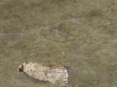 Acrolophus texanella