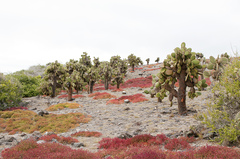 Sesuvium edmonstonei