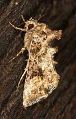 Ctenoplusia furcifera