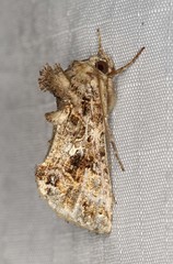 Ctenoplusia furcifera