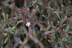 Sesuvium edmonstonei