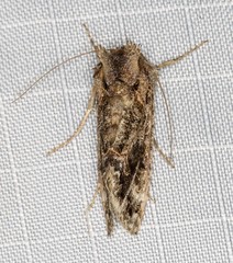 Ctenoplusia furcifera