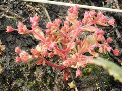 Crassula strigosa