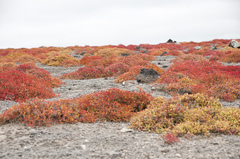 Sesuvium edmonstonei