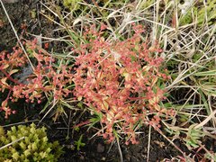 Crassula strigosa