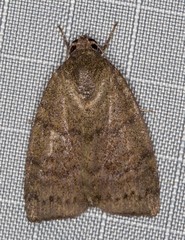 Austrocarea iocephala