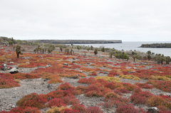 Sesuvium edmonstonei