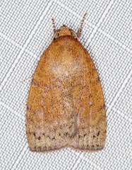 Austrocarea iocephala