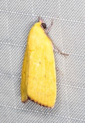 Earias luteolaria