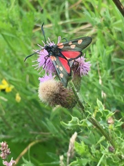 Zygaena