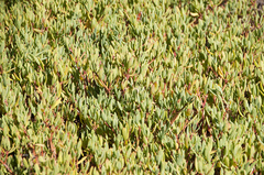 Sesuvium edmonstonei