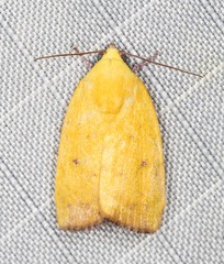 Earias luteolaria