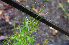 Epilobium adenocaulon