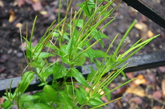 Epilobium adenocaulon