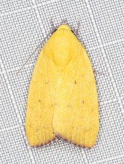 Earias luteolaria