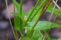Epilobium adenocaulon