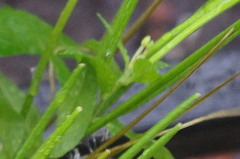 Epilobium adenocaulon