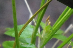 Epilobium adenocaulon