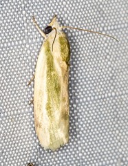 Earias huegeliana