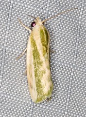 Earias huegeliana