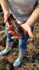 Gaidropsaridae