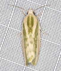 Earias huegeliana