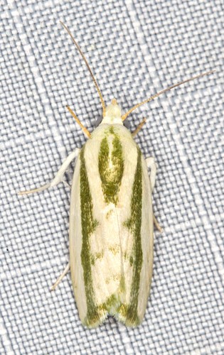 Earias huegeliana Gaede, 1937