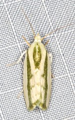 Earias huegeliana