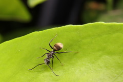 Camponotus