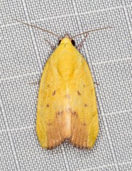 Earias luteolaria