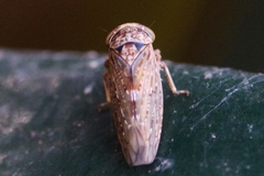 Acericerus vittifrons